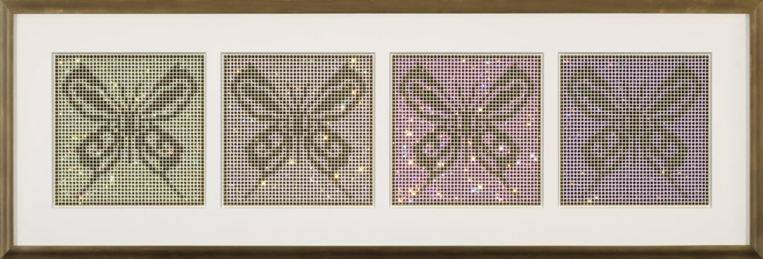 Butterfly Warm
